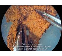 Soft Tissue in Dinosaur Bones : Creation Research Center