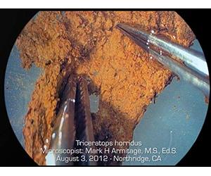 Soft Tissue in Dinosaur Bones : Creation Research Center