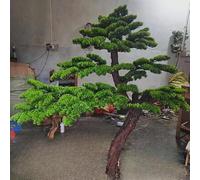 Sohodoo Extra Large Fake Pine Tree - Highly Realistic Artificial Evergreen Plant Indoor/Outdoor Decor, Landscape, Home Office Decoration(3mx2.5m)