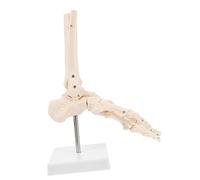SOIMISS 1Pc Human Foot Joint Anatomical Model Foot Skeleton Model with Stand for Medical Teaching and Anatomy Learning for Students and Professionals