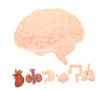 SOIMISS 1set Anatomical Organ Model Realistic Human Organ Teaching Props for Education Compact Lightweight for Schools and Medical Centers 8pcs