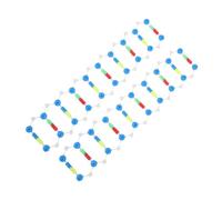 SOIMISS 2pcs Dna Double Helix Model Kit for Students and Educators Self Assembling Molecular Structure Accurate Biology Teaching Tool for Laboratory Research and Science Learning