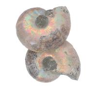 SOIMISS 2pcs Natural Ammonite Model Sliced Educational Specimen for Adults Decorative Mineral Display for Learning and Collection