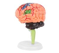 SOIMISS Anatomy Brain Model with Base for Medical Teaching Realistic Human Cerebrovascular Structure Educational Tool for Schools Nursing and Health Science Demonstrations