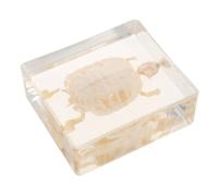 SOIMISS Brazilian Tortoise Skeleton Model in Acrylic with Real Bone, Biology Learning Prop with Lasting Durability for Home Display and Specimen Decor Enthusiasts