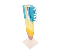 SOIMISS Corn Root Profile Model Educational Plant Anatomy Teaching Tool for Biology Study Detailed Longitudinal Section Display Root Structure Demonstration for Students and Science