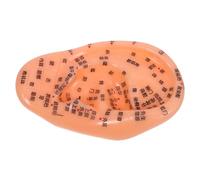 SOIMISS Ear Acupuncture Model 17cm, Anatomical Ear Massage Teaching Prop Acupoint Pressure Zones, Simulation Tool for Chinese Medicine Practice and Auricular Therapy Training