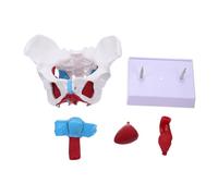 SOIMISS Female Skeletal Pelvic Model PVC Medical Teaching Aid Anatomical Pelvis with Pelvic Floor Muscles for Midwifery Training and Organ Study Educational Display