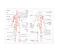 SOIMISS Human Anatomy Poster Muscle Figure Skeletal Muscle Teaching Chart Printed Font Material Educational Body Structure Painting for School and Office
