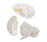 SOIMISS Human Brain Model Detachable Anatomical Brain Educational Tool for Science Psychology and Biology Teaching for Medical Institutions and Personal Collections White