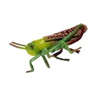 SOIMISS Realistic Plastic Locust Model Decorative Educational for Solid Insect Figure for Nature Learning Home Decor and Science Cognition