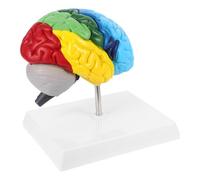 SOIMISS Scale Right-Half Brain Model Colour Annotations and Sturdy Materials, Effective Educational Tool for Neuroscience and Medical Anatomy
