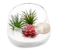 SOIMISS Succulent Ecological Bottle for Home Decor Glass Micro Landscape Terrarium Moss Half Open Design Suitable for Creating Indoor Ecosystems