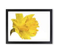 Sole Yellow Daffodil Painting Framed Print | A2 Black Framed Wall Art | Ready to Hang | Modern Historical Picture | Living Room Bedroom Lounge Office