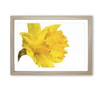 Sole Yellow Daffodil Painting Framed Print | A2 Oak Framed Wall Art | Ready to Hang | Modern Historical Picture | Living Room Bedroom Lounge Office