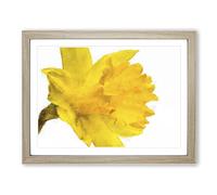 Sole Yellow Daffodil Painting Modern Art Framed Print | A2 Oak Framed Wall Art | Ready to Hang | Modern Historical Picture | Living Room Bedroom Lounge Office