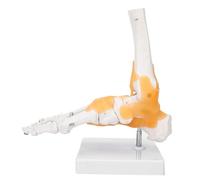Solinder Anatomical Foot Model Life Size Foot Model Full Size Human Skeleton 26 Bones Flexible Artificial Ligaments on Base with Joints fo
