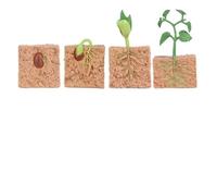 Solinder Biology Educational Green Bean Plant Growth Model Kit Realistic Science Toys for Kids Ideal for Teaching Aids At School and Birthday Gifts Materials: Plastic (plant)