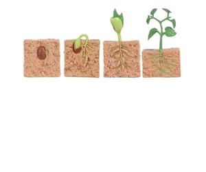 Solinder Biology Educational Green Bean Plant Growth Model Kit Realistic Science Toys for Kids Ideal for Teaching Aids At School and Birthday Gifts Materials: Plastic (plant)