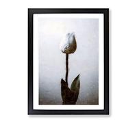 Solitary White Tulip In Abstract Modern Framed Print | A4 Black Framed Wall Art | Ready to Hang | Abstract Floral Picture | Living Room Bedroom Lounge Office
