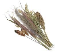 SOLUSTRE 1 Bundle Dried Pampas Grass Dried Pampas Adornments Rustic Farmhouse Style Sorghum Reed Broomcorn Material Illuminate Long Term Use Home Decoration for Clubs and Hotels