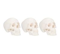 SOLUSTRE 3 Pcs Detachable Skull Model for Schools and Physical Health Teaching Plastic Human Skull with Realistic Structure and Visual Aids for Anatomy Education