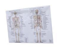 SOLUSTRE 3pcs Human Skeletal Muscle Anatomy Poster Teaching Picture for Dissection Study Muscle Figure and Bone Figure Reference for Biology Class