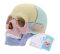SOLUSTRE Colored Human Skull Model Detachable Anatomical Skull Puzzle for Enhanced Learning and Teaching Anatomy Studies for Students and Professionals