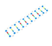 SOLUSTRE Double Helix Dna Model Kit Realistic Molecular Structure for Biology Teaching Science Class Educational Tool for Classroom Laboratory and Science Fairs
