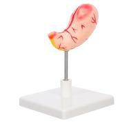 SOLUSTRE Realistic Human Stomach Anatomy Model for Medical Education Easy Assembly and Material Teaching Tool for Science Classrooms and Clinical Training