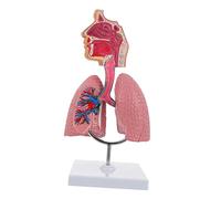 SOLUSTRE Respiratory Lung Model Medical Teaching Display Tool, Vivid Human Lung Anatomy Model for School Science Education and Experimental Materials
