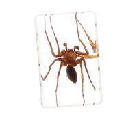 SOLUSTRE Tarantula Resin Science Education Sample Realistic Spider Education for Classroom for Kids Educational Science Kits Office Decorations 1 Piece