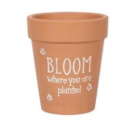 Something Different Bloom Where You Are Planted Terracotta P17cm x 15cm x 15cm B