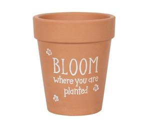 Something Different Bloom Where You Are Planted Terracotta Plant Pot Brown/white (17Cm X 15Cm X 15Cm)