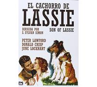 Son of Lassie (El Cachorro De Lassie) All Regions - Import
