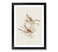 Song Sparrows by John James Audubon Framed Print | A2 Black Framed Wall Art | Ready to Hang | Modern Animal Picture | Living Room Bedroom Lounge Office