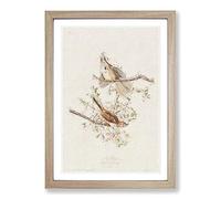 Song Sparrows by John James Audubon Framed Print | A2 Oak Framed Wall Art | Ready to Hang | Modern Animal Picture | Living Room Bedroom Lounge Office