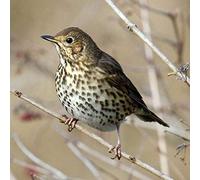 Song Thrush Bird Greeting Card with sound. A beautiful photograph combined with the elegant Thrush song to make a unique and fun greeting card and gift idea