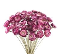 Songjum 50PCS Daisy Bouquet Dried Flower Natural Chrysanthemum Multicolor Dried Daisies for Vase Home decor Party DIY Arrangement Wheat Straw Bulk Party Decoration(Purple)