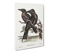 Sooty Crow Shrike Birds By Elizabeth Gould Canvas Print | Gallery Wrapped 30mm Frame Wall Art | 30x20 inches | Ready to Hang | Retro Bird Picture | Living Room Bedroom Lounge Office