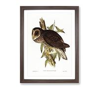 Sooty Owl By Elizabeth Gould Vintage Framed Print | A4 Walnut Framed Wall Art | Ready to Hang | Classic Animal Picture | Living Room Bedroom Lounge Office