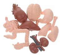 SOPOTUTU 8pcs Human Organ Model Set for Educational Teaching Prop Brain, Heart, Colon, Intestine, Kidney Simulation Models for Classroom Anatomy Study and Student Learning