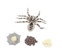 SOPOTUTU Animal Growth Model and Wolf Spider Simulation Ornament for Educational Use, Realistic Insect Development Stage Display Toy for Science Learning and Classroom Decoration
