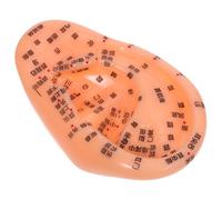 SOPOTUTU Ear Anatomical Model Accurate Acupoint Mapping Chinese Medicine Ear Reflex Zone Teaching Prop with Chinese Annotations for Acupuncture Practice and Clinical Education