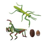 SOPOTUTU Mantis Life Cycle Educational Realistic Growth Model Early Learning Prop for Nature Exploration and Cognitive Development