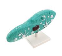 SOPOTUTU Paramecium Model with Stable Stand for Biology Study High School Science Educational Cell Structure Featuring Intricate Cilia for Classroom Teaching and Laboratory Research