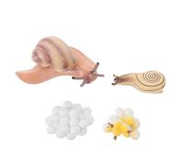 SOPOTUTU Realistic Snail Growth Cycle Model Educational Animal Display for Cognitive Playthings Early Learning Science for Boys and Ages