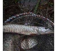 Sorandy Durable Nylon Steel Wire Lobster Crayfish Crab Crawfish Shrimp Fish Trap Cage Fishing Net for Shrimp Enthusiasts, 31.7 in Black (Diameter 25cm)