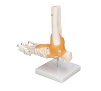 Sorandy Human Foot Skeleton Model for Anatomy Study, Life Size | Movable Bones and Ankle Ligaments, PVC Anatomy Replica, Rotating Base for Students and Artists