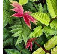 Sorbaria ‘Crimson Feather’. 4L Plant. Deciduous Shrub. Gold-Red Foliage. Available from Bedwen Plants